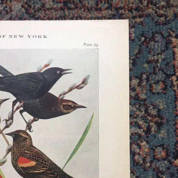 Antique 1913 Blackbird Original Print black bird - Picture 14 of 16